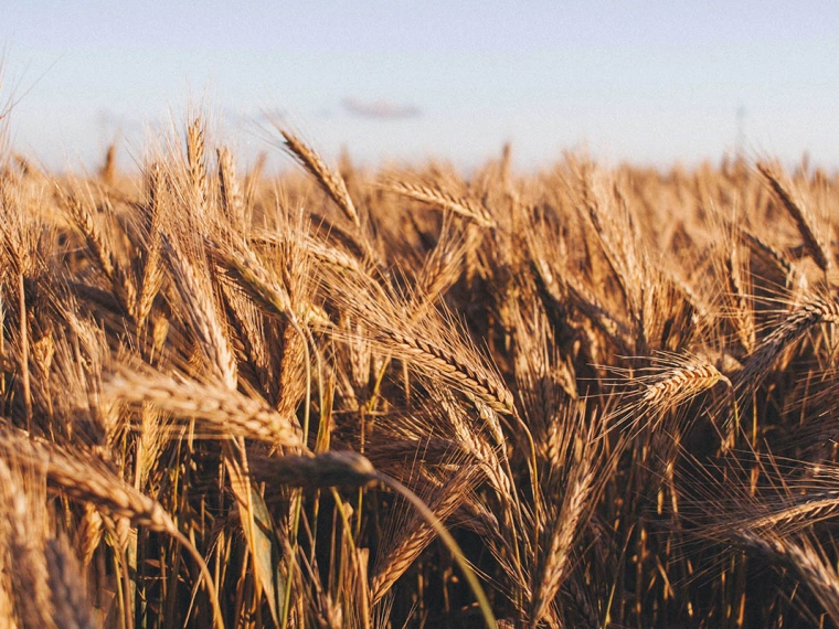 Индия ограничила экспорт пшеницы