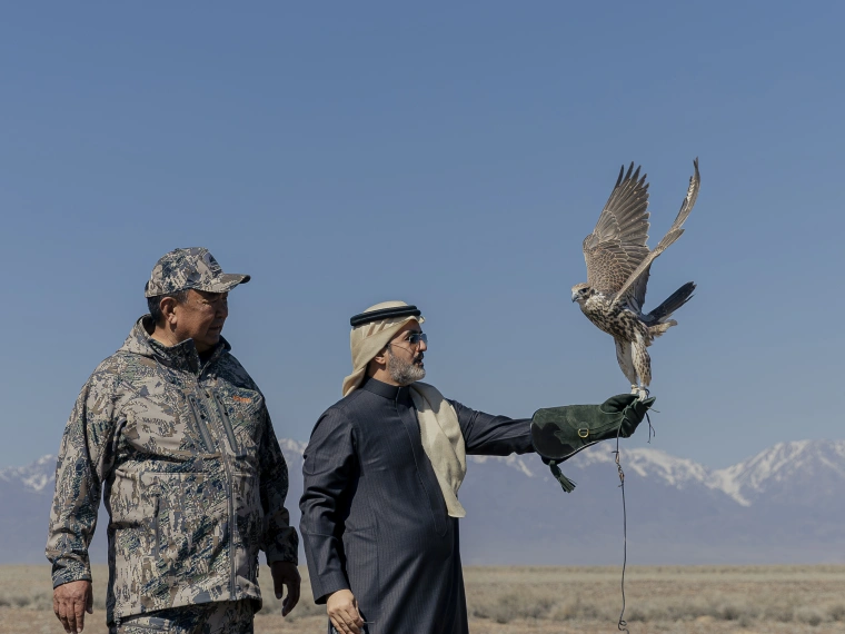 Saudi Falcons Club выпустил соколов в Казахстане в рамках программы по сохранению редких видов