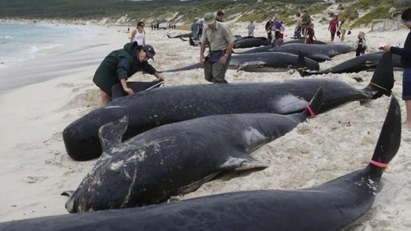 Более 500 дельфинов выбросились на побережье Новой Зеландии
