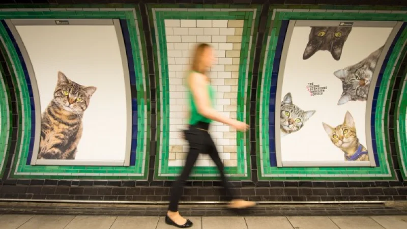 Британцы заменили рекламу в метро на котиков