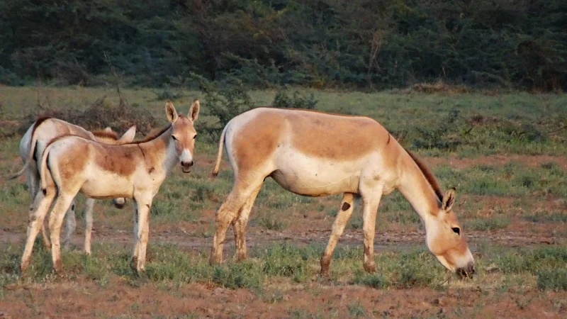 Steppe Animals: Как в Казахстане увеличивают популяцию редких куланов