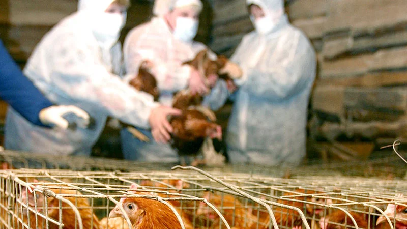В КНР выявили первый случай заражения человека вирусом птичьего гриппа H7N4