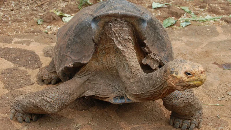 Черепаха Диего в одиночку спас свой вид от вымирания