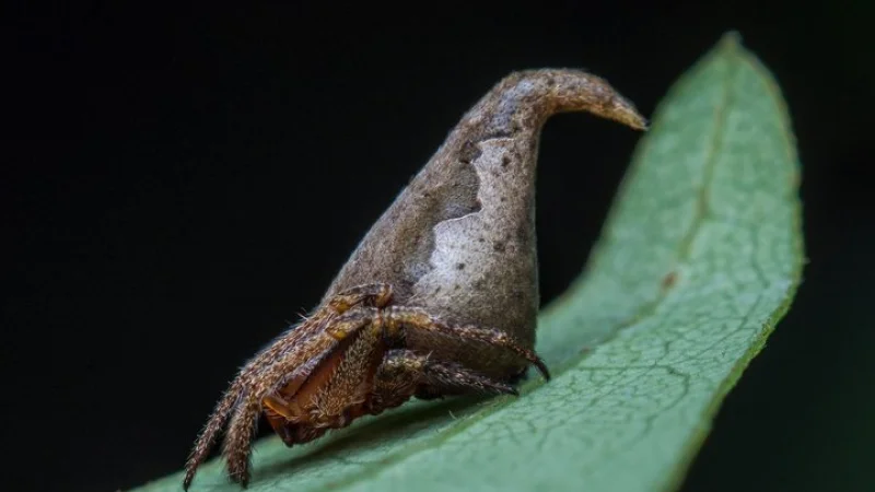 Новый вид пауков назвали  в честь Распределяющей Шляпы из Хогвартса