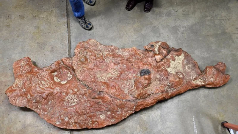 На стоянке центра NASA в Мэриленде нашли каменную плиту со следами динозавров