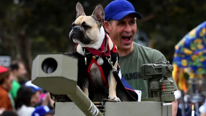 В Аннаполисе состоялся хэллоуиновский карнавал для собак