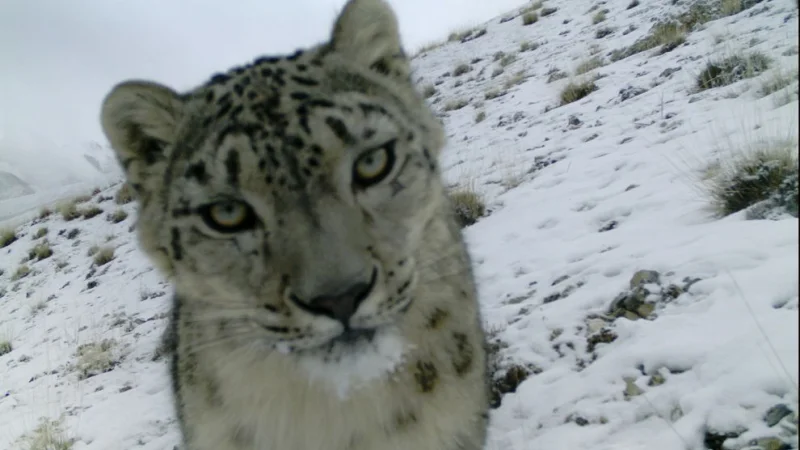 Snow Leopard of Central Asia: Mysterious Life of a National Symbol