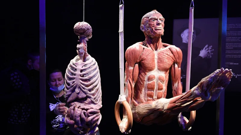 «Здесь трупам не место»: почему в Москве хотят запретить выставку Body Worlds?