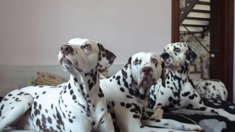 Собака на миллион: как алматинская пара разводит восемь далматинцев