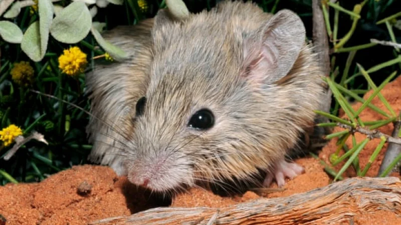 На западе Австралии найден вымерший вид мыши Гульда