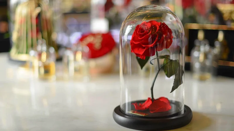 В Дубае созданы самые долговечные розы в мире