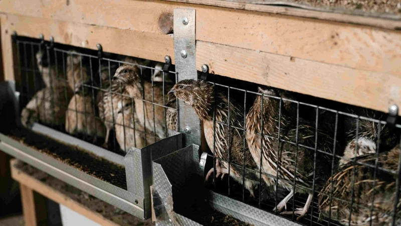 ЕС запретит содержание животных в клетках