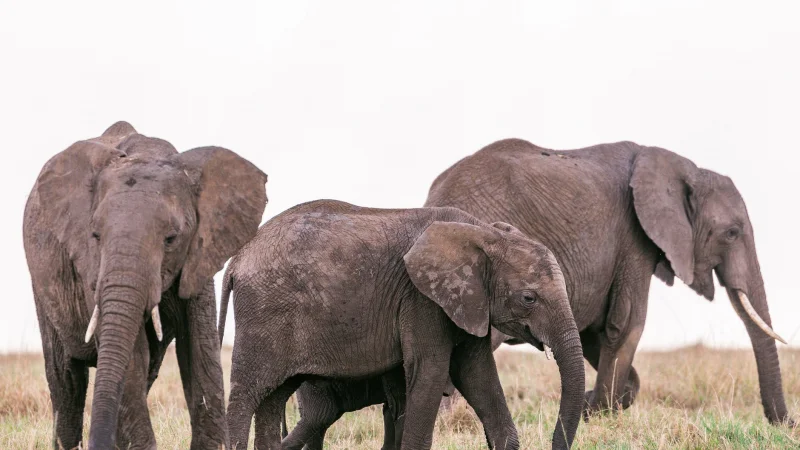 Вокруг света за 17 месяцев: эпичное путешествие азиатских слонов подошло к концу