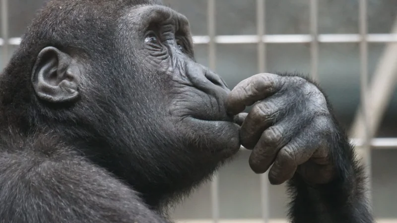 Ученые выяснили, что шимпанзе могут накапливать знания