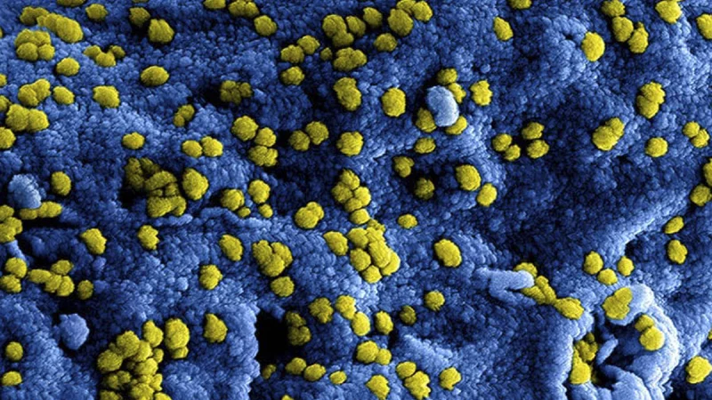 Что известно о новом штамме коронавируса — стелс-омикроне