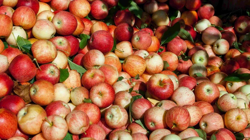 Что пишут иностранцы про казахстанские яблоки