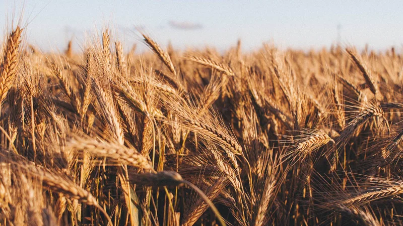 Индия ограничила экспорт пшеницы