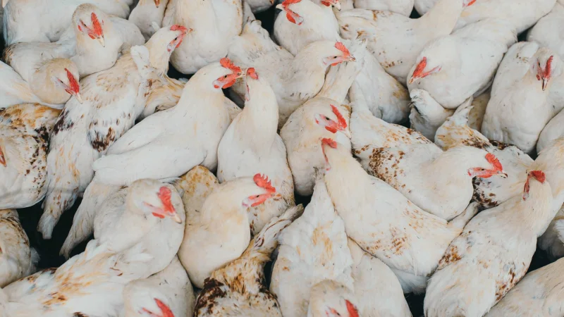 В Казахстане мясо птицы подорожало на 29% за год
