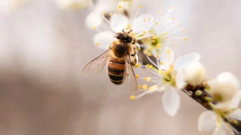 В Австралии объявлен пчелиный карантин