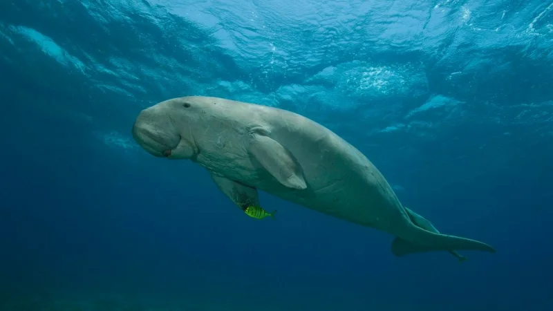 Животное, вдохновившее людей на сказки о русалках, вымерло в Китае