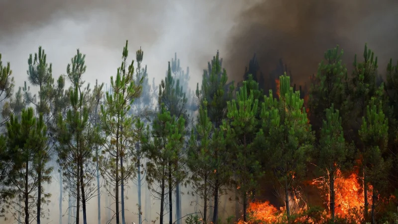 На юго-западе Франции горят тысячи гектаров леса