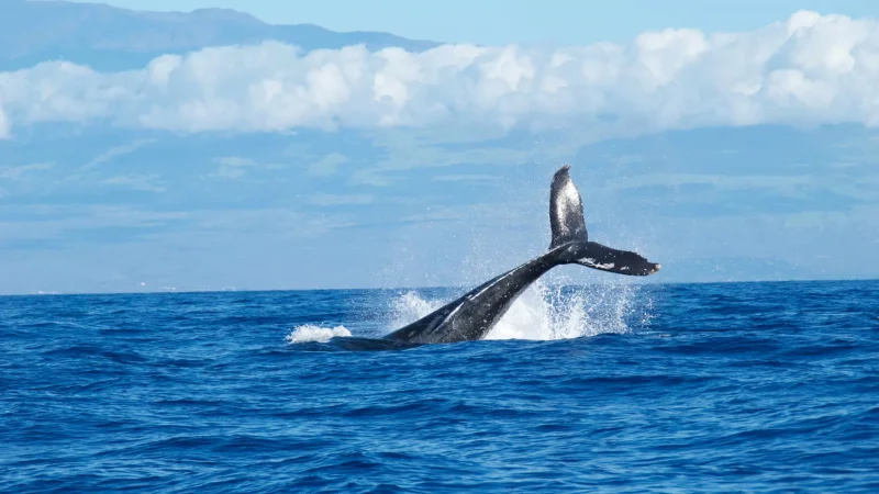 Более 200 китов-гриндов выбросились на берег Австралии