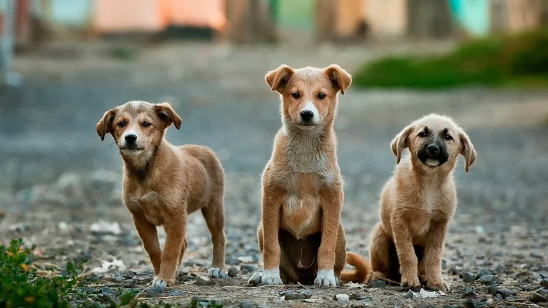 В Алматы будут чипировать 15 тысяч домашних животных в этом году
