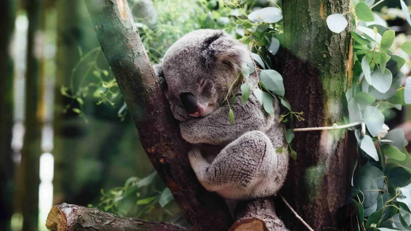 Австралия намерена остановить кризис вымирания млекопитающих в стране