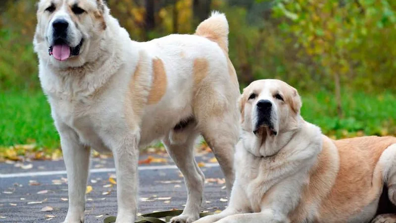 В Казахстане намерены восстановить национальные породы собак — тазы и тобет