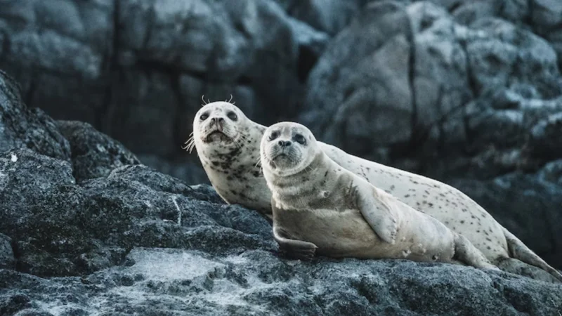 Министр экологии выдвинул новую версию массовой гибели тюленей на Каспии