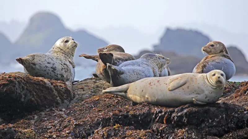 На побережье Каспия обнаружено более ста мертвых тюленей