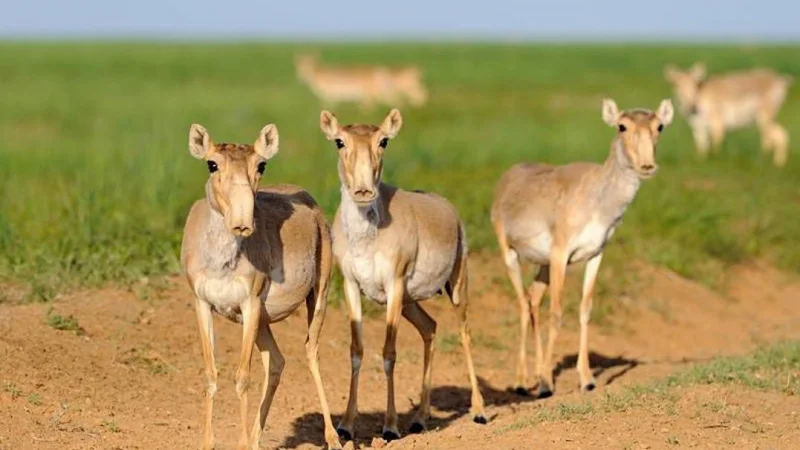 Резерват «Алтын Дала» вошел в топ-10 мировых инициатив по сохранению биоразнообразия