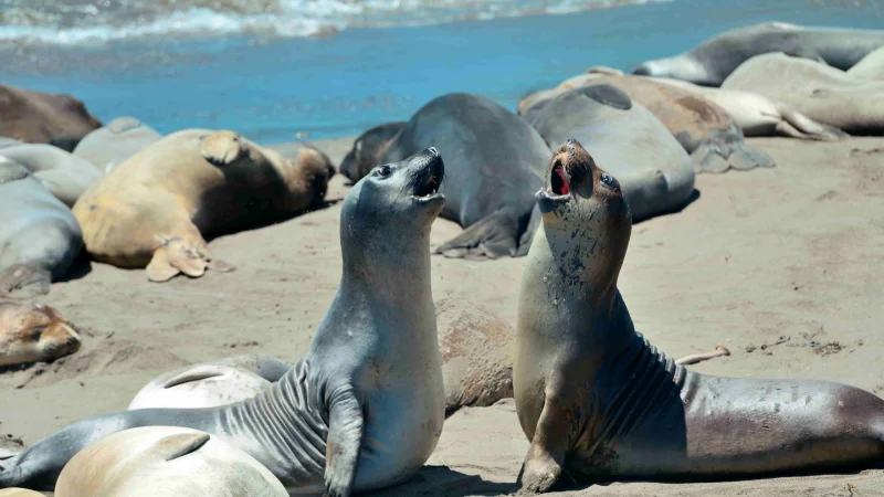 На побережье Каспия в Туркменистане найдены мертвые тюлени