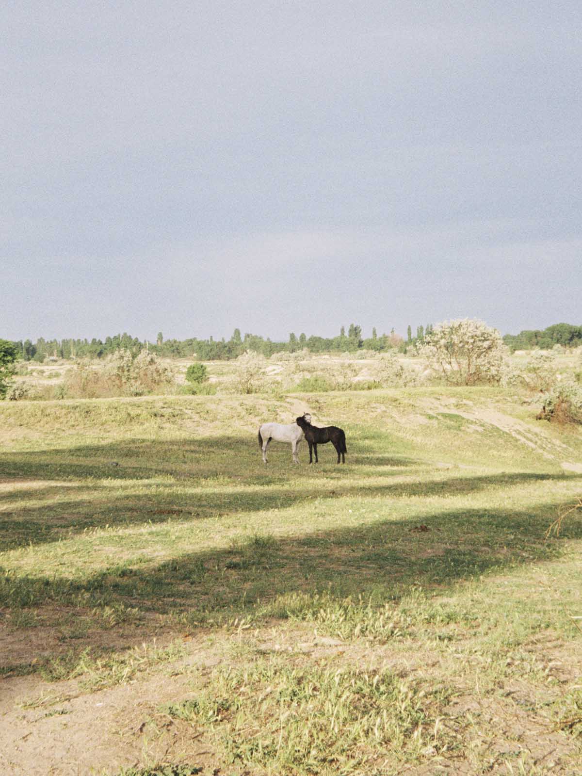 nature kazakh