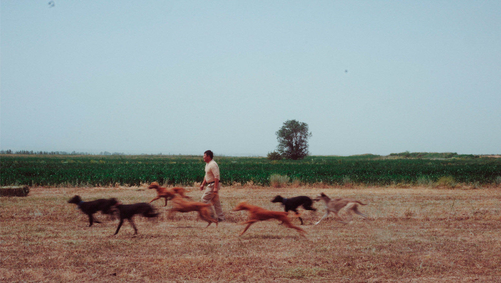 кана. кана бейсекеев. бейсекеев. кана замандас. замандас подкаст. кана документальные фильмы. кана бейсекеев документальные фильмы. тазы. порода тазы. собака тазы. фильм о тазы. фильм тазы