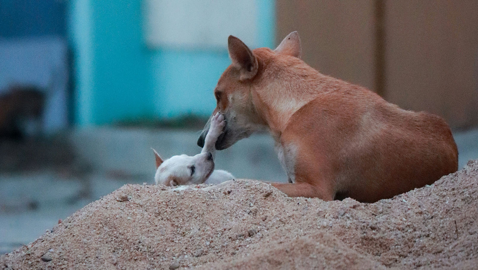 закон о животных Казахстан. защита животных. петиция Казахстан. бездомные животные. эвтаназия животных. поправки закон животных. общественная инициатива.unsiz.kz. Темирлан Тоспаев. ответственное обращение с животными