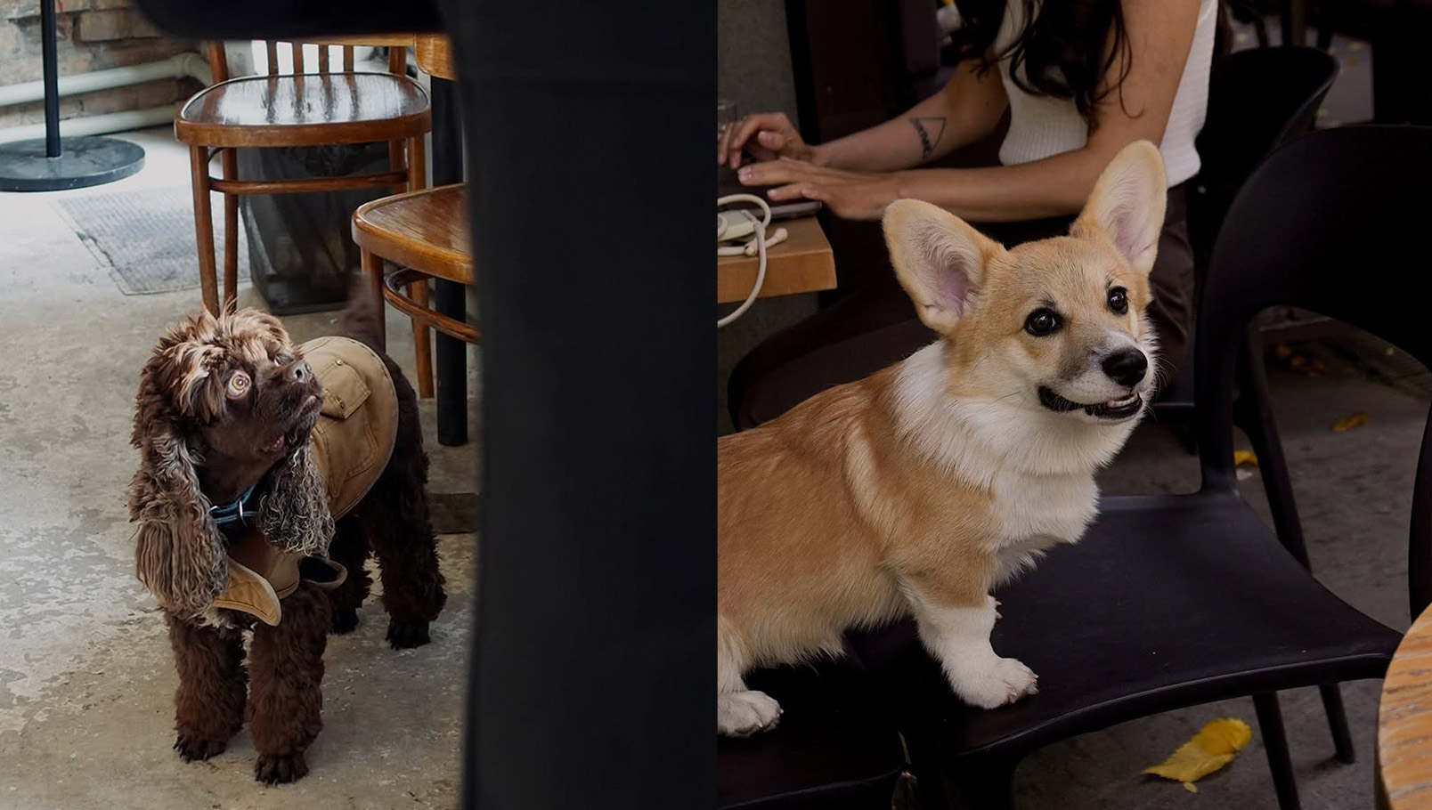 кофейни Алматы. Алматы кафе. животные. кафе с животными. бpet-friendly кафе. 