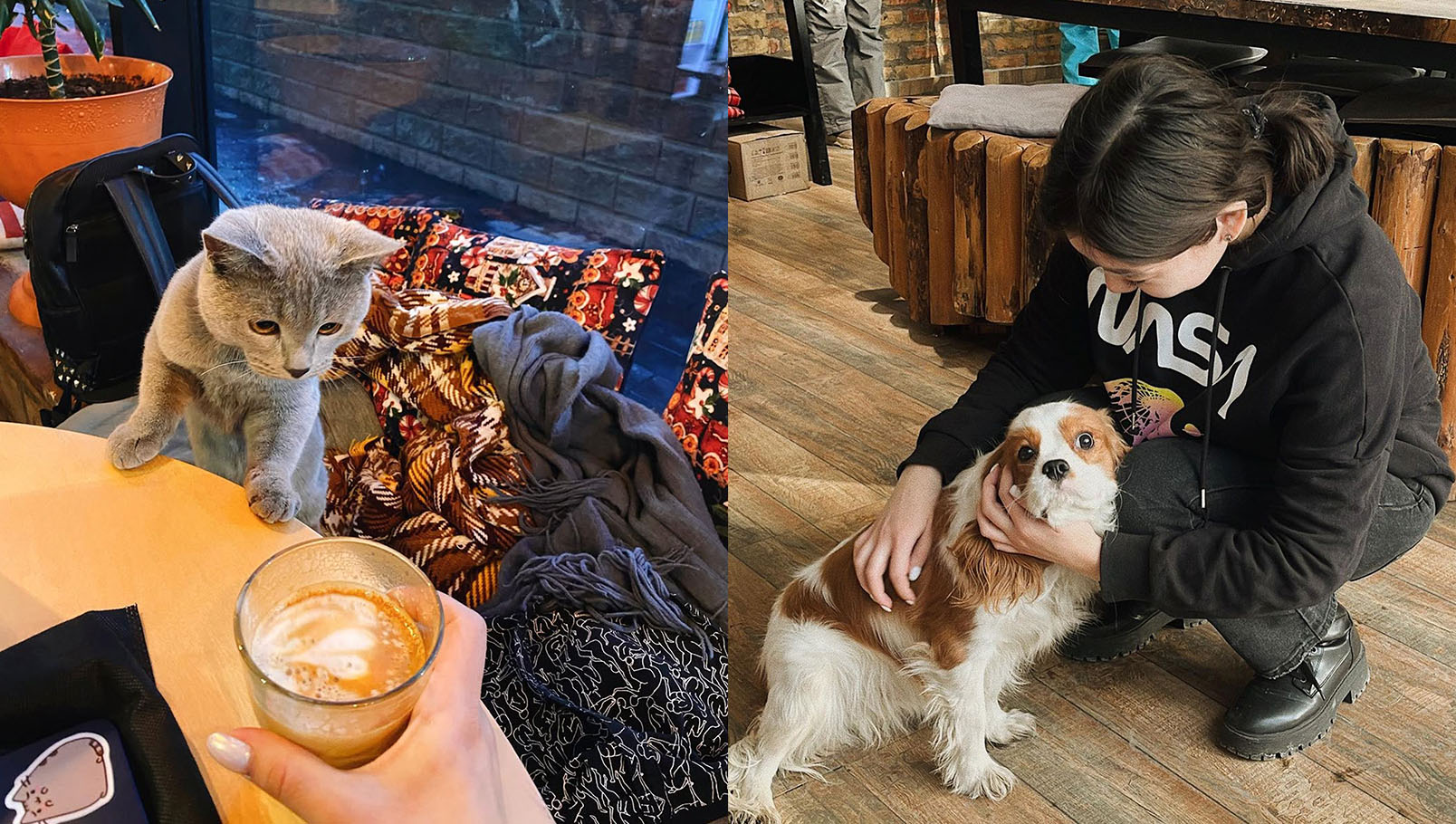 кофейни Алматы. Алматы кафе. животные. кафе с животными. бpet-friendly кафе. 