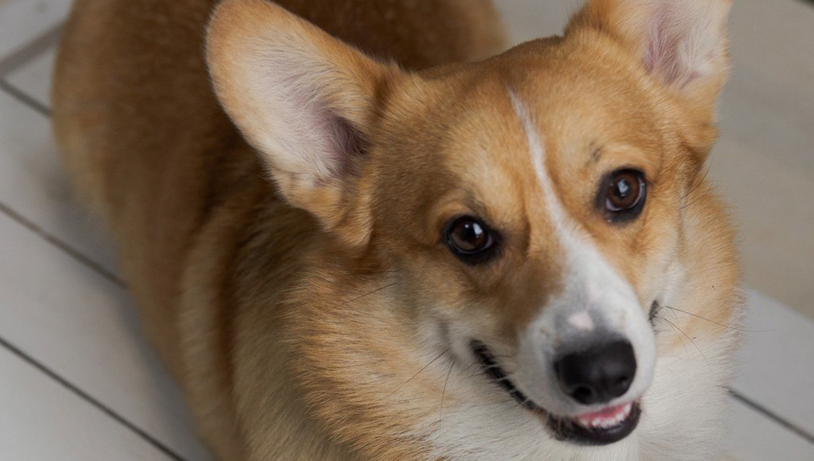 кофейни Алматы. Алматы кафе. животные. кафе с животными. бpet-friendly кафе. 